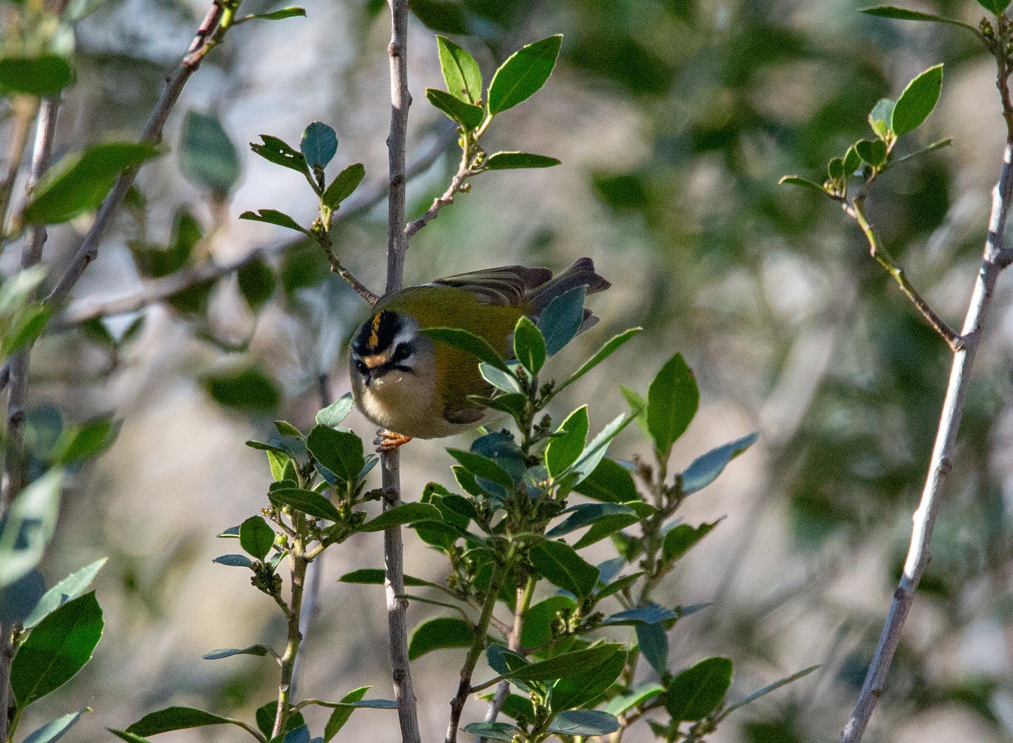Roitelet triple-bandeau